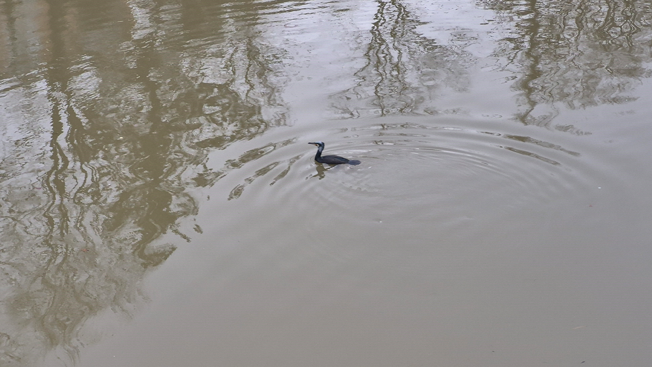 Karabatak Böyle Görüntülendi
