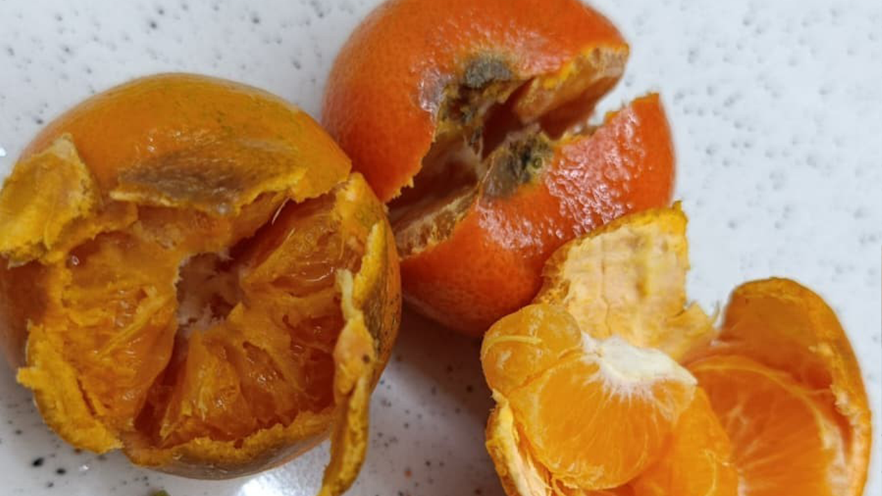 Mandalinaların Yarısı Çürük Çıktı