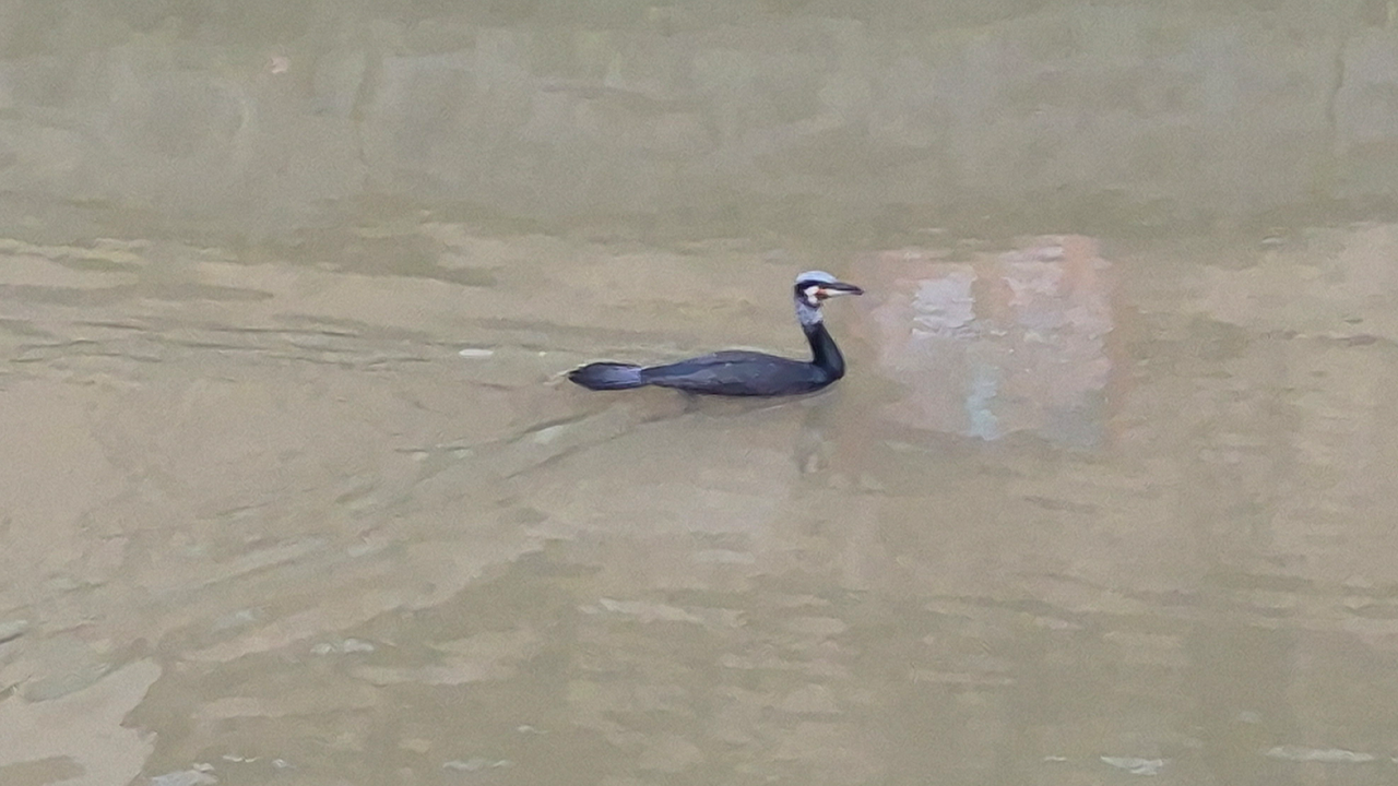 Porsuk Çayı'nda Karabatak Görüldü