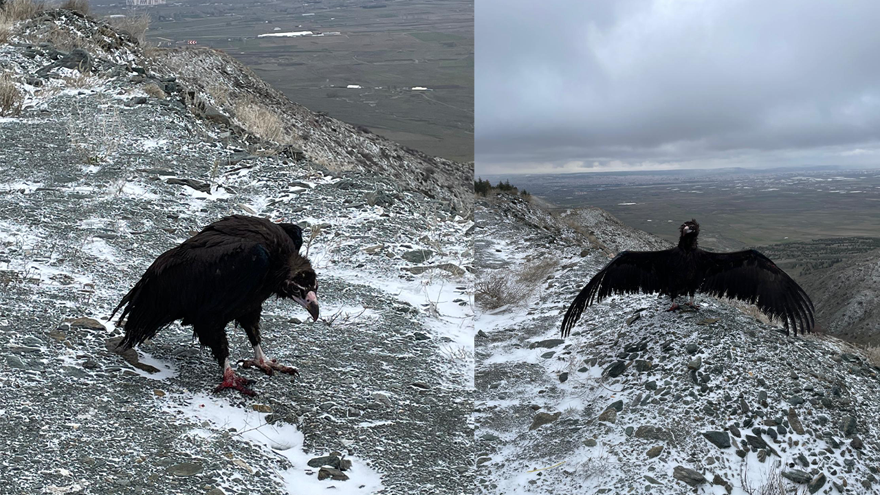 Başarılı Tedavi Süreci Sonunda Doğaya Salındılar
