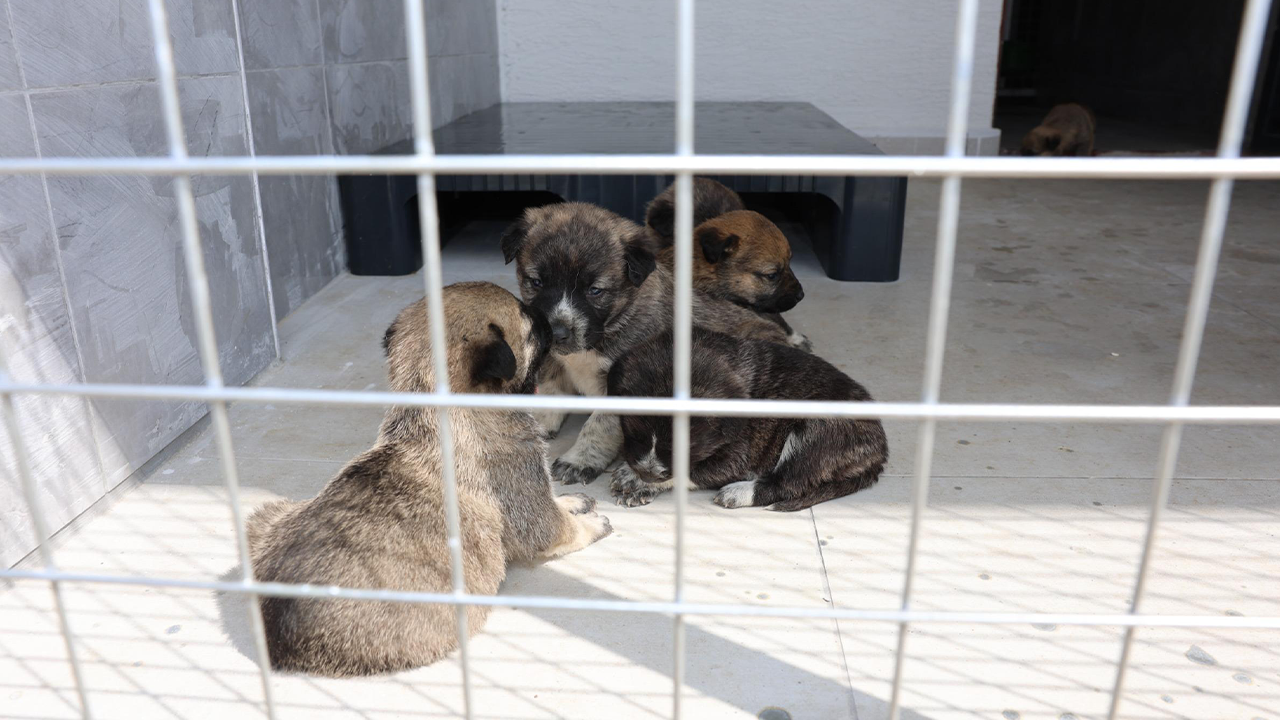 Birçok Hayvan Için Yeni Yaşam Alanı Sunuyor