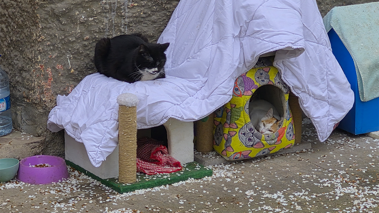 Bahçede Birçok Kedi Özenle Bakılıyor