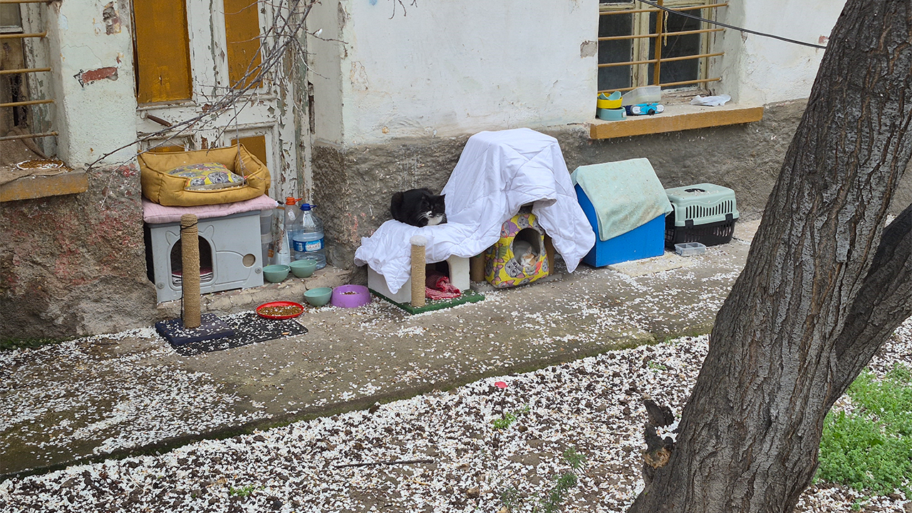 Bahçede Birçok Kedinin Bakımı Üstleniliyor