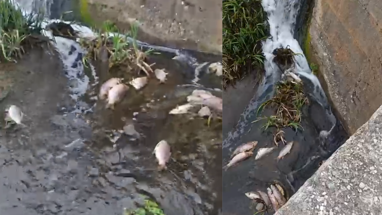 Çok Sayıda Balığın Telef Olduğu Görüldü