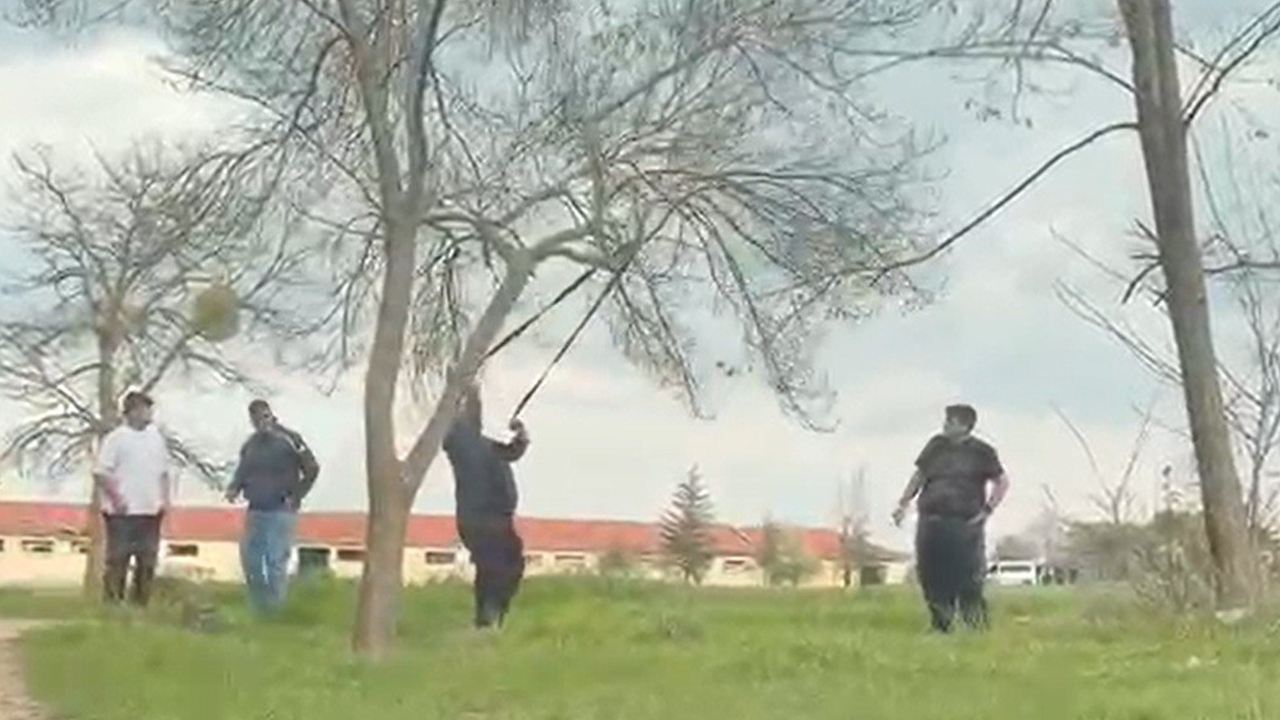 Dalı Kırmak Için Dakikalarca Uğraştılar