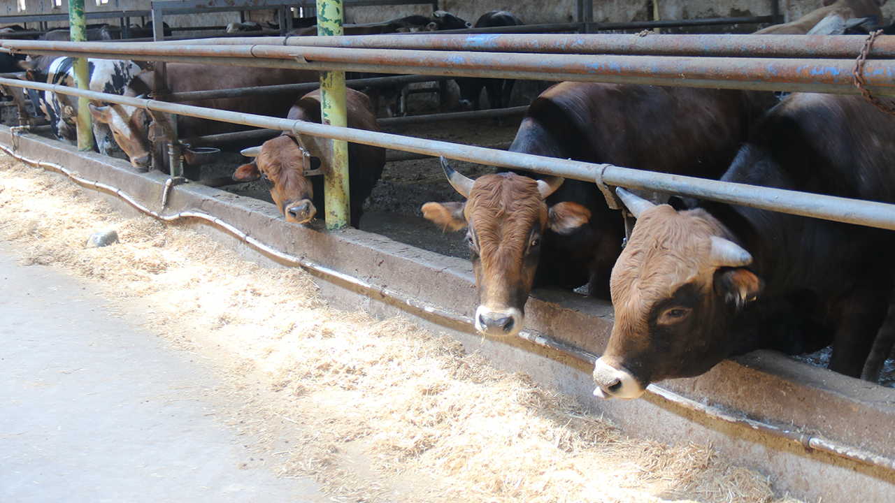 Eski̇şehi̇r'de Kurban Hareketli̇li̇ği̇ Başladi