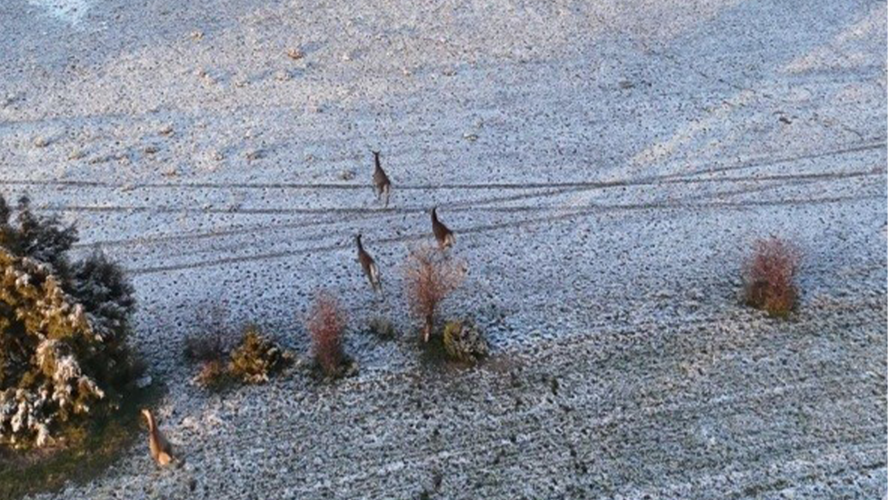 Geyik Sürüsü Dron Ile Görüntülendi