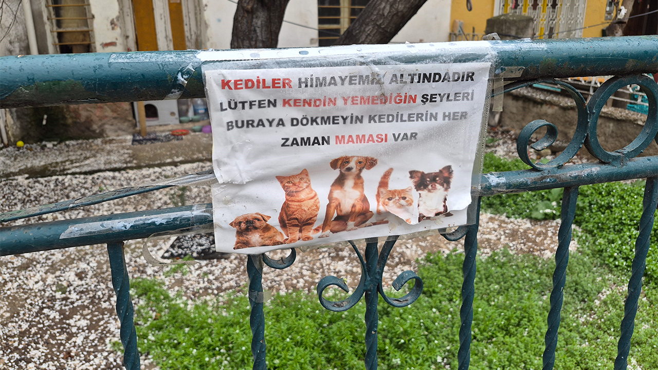 Kediler Himayemiz Altındadır