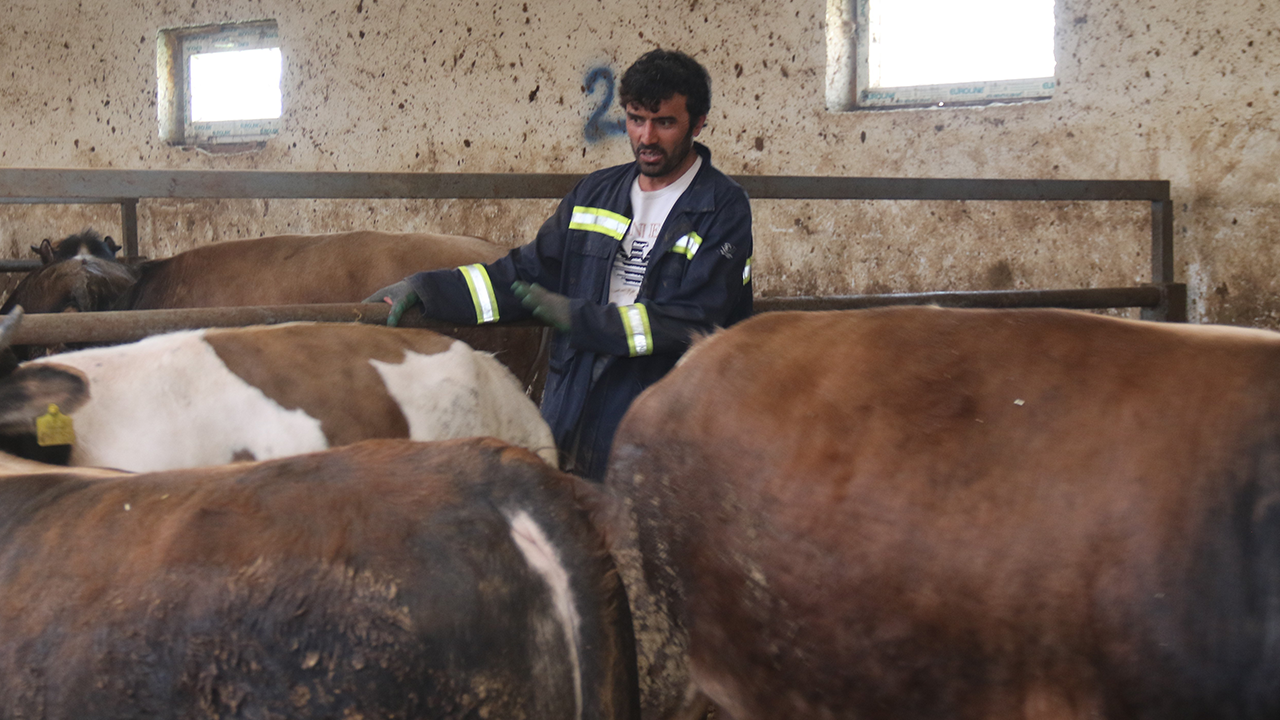 Kurbanlik Satişlari Hiz Kazandi