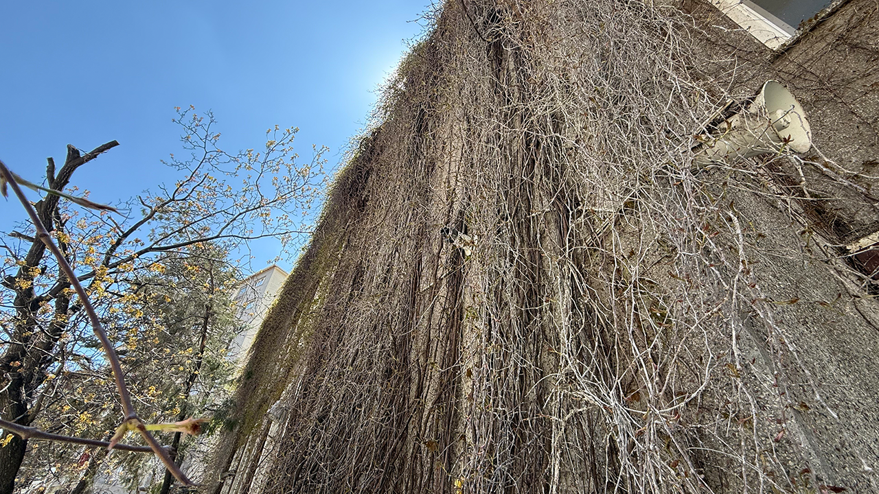 Kuruyan Dallar Baharla Birlikte Yeniden Renklendi