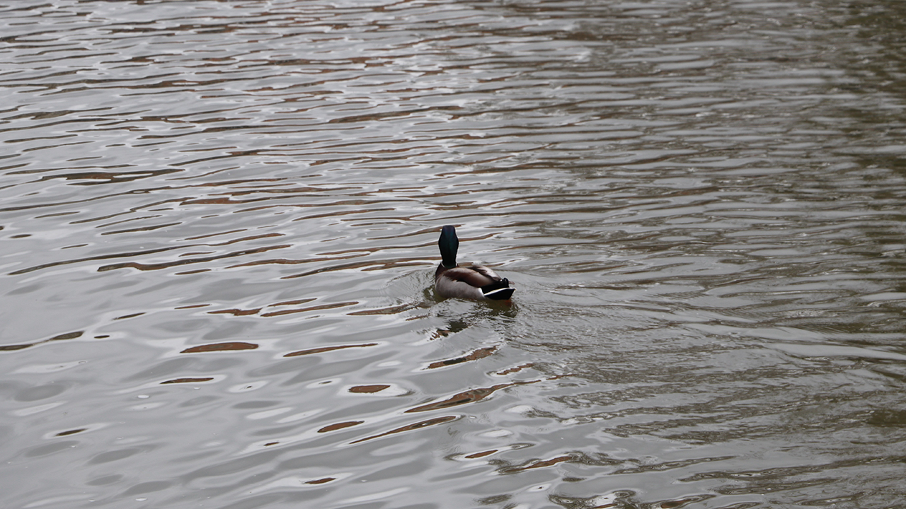 Ördekler Ziyaretçilerin Ilgi Odağı Oldu