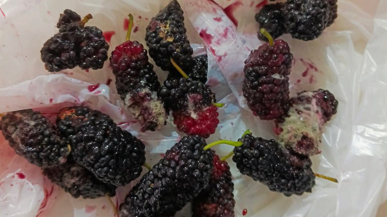 Pazardan Alınan Ürünler Küflü Çıktı