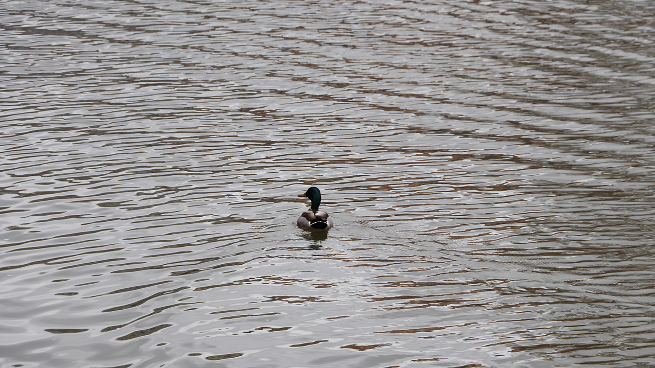 Porsuk Çayında Ördekler Görüldü