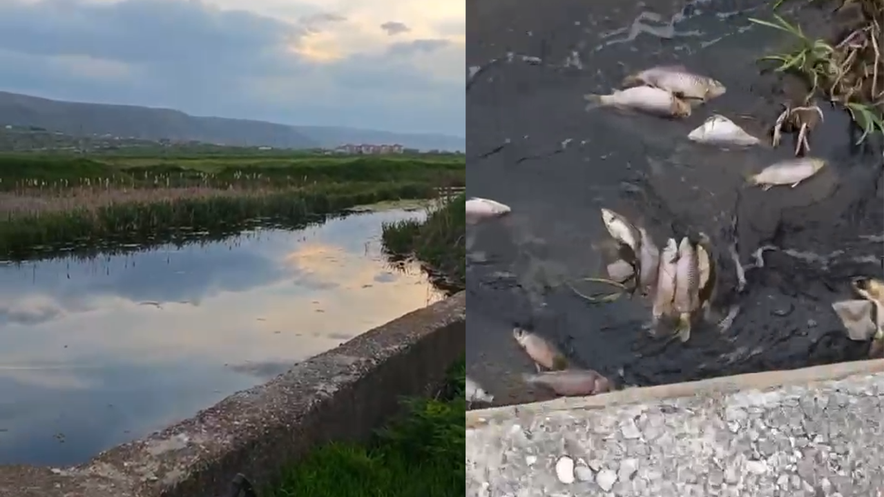 Sarısu Deresi'nde Balıklar Telef Oldu