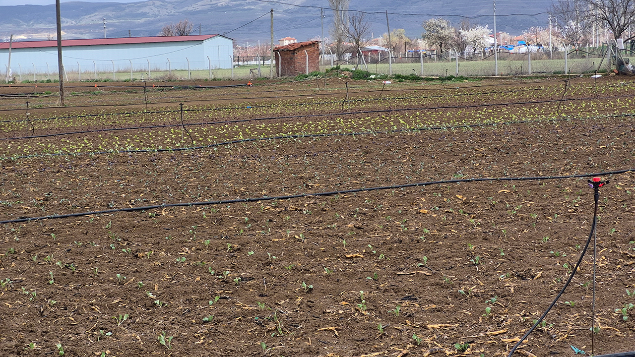 Tohum Ve Fideler Toprakla Buluştu