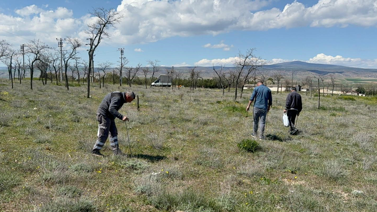 Dolaman Mantarı Fiyatı Ve Lezzetiyle Dikkat Çekiyor