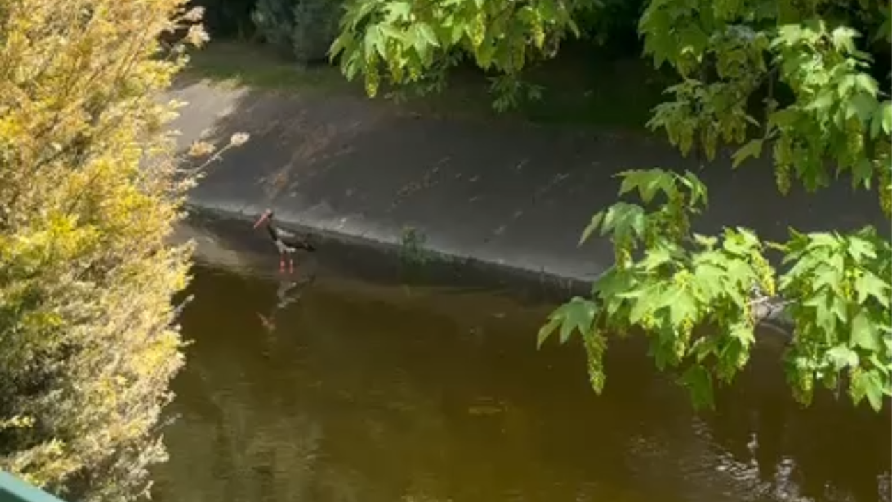 Kara Leylek Eskişehir'de Görüldü
