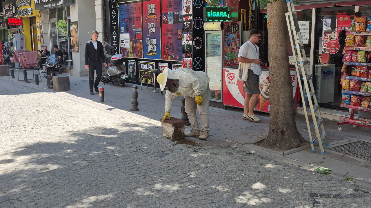 Arılar Kovanda Toplandı