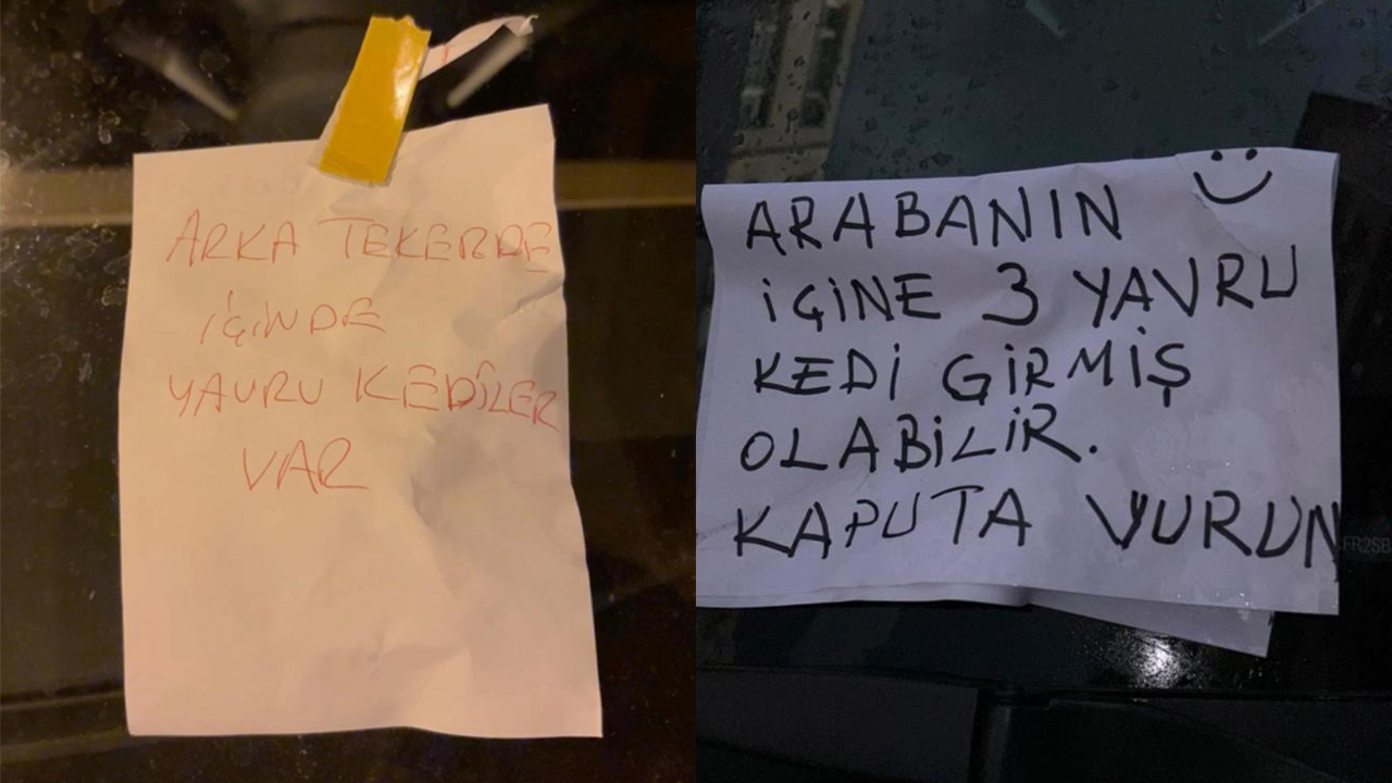 Duyarlı Vatandaşın Notu Sayesinde Kediler Kurtarıldı