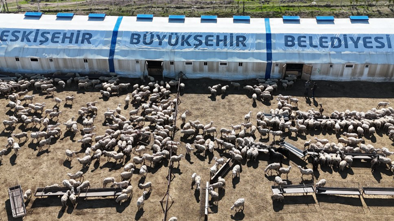 Hayvancılık Destekleri Sürüyor