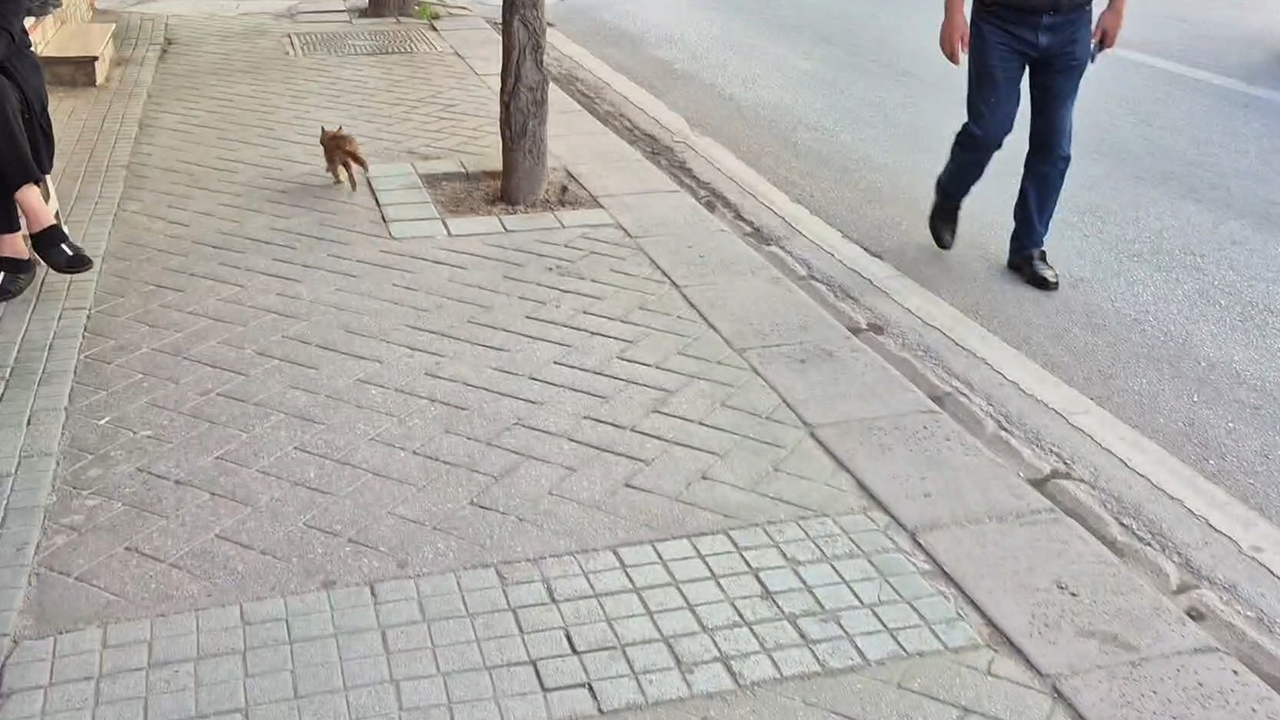 Kurtarılan Kedi Hızla Gözden Kayboldu