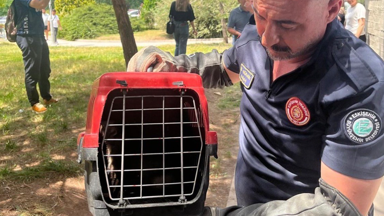 Kurtarılan Sansar Doğal Yaşam Alanına Bırakıldı