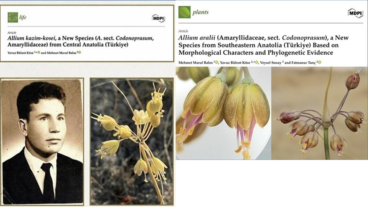 Life Plants