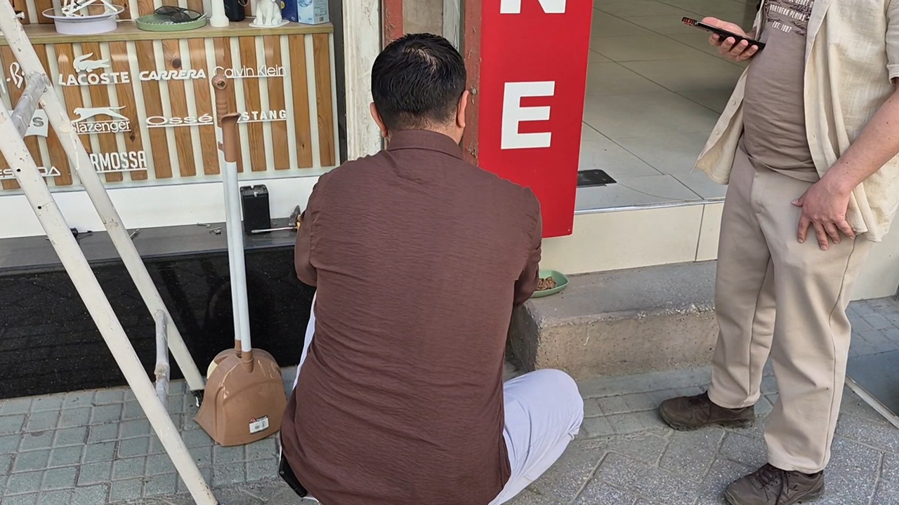 Yavru Kedi Reklam Tabelasının Içine Sıkıştı
