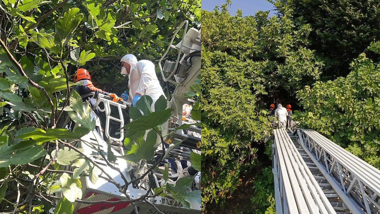 Acı Gerçek Koku İhbarıyla Ortaya Çıktı! Cansız Bedeni Ağaçta Asılı Bulundu!