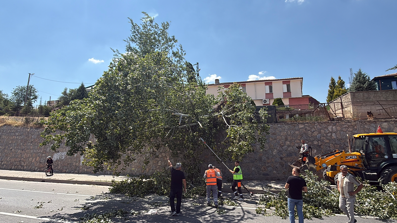 Ekipler Devrilen Ağacı Kaldırmak Için Çalışma Başlattı