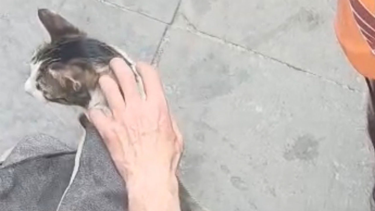 Kurtarılan Kedi