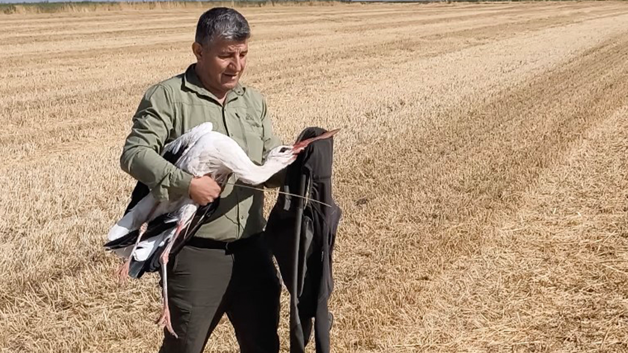 Bitkin Düşen Vefakar Leylek Koruma Altına Alındı