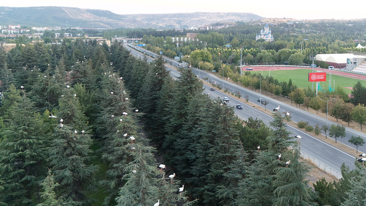 Ağaçlara Tüneyen Leylekler Hoş Manzaralar Sundu