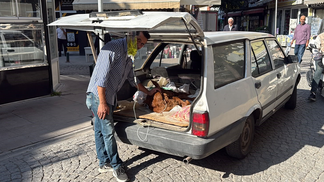 Aracın Bagajını Buzağı Için Konforlu Hale Getirdi