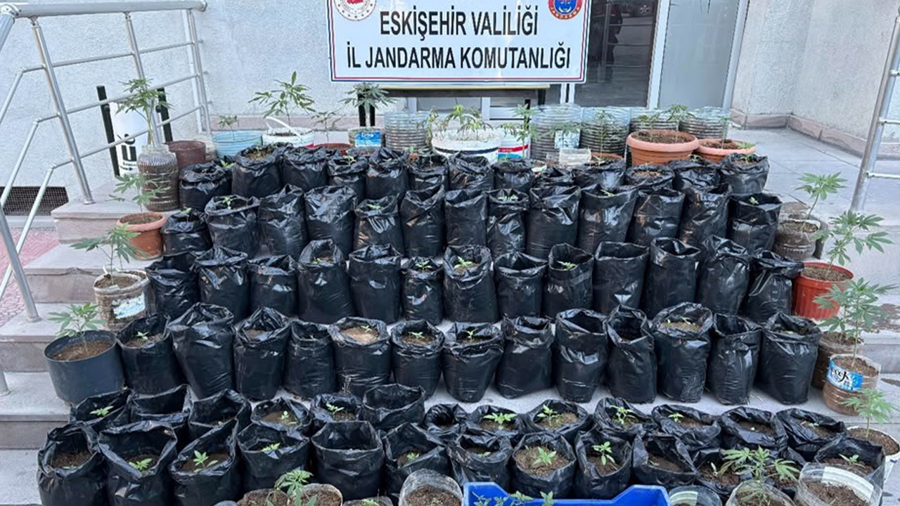 Saksı Içinde Ekili 161 Kök Kenevir Ele Geçirildi