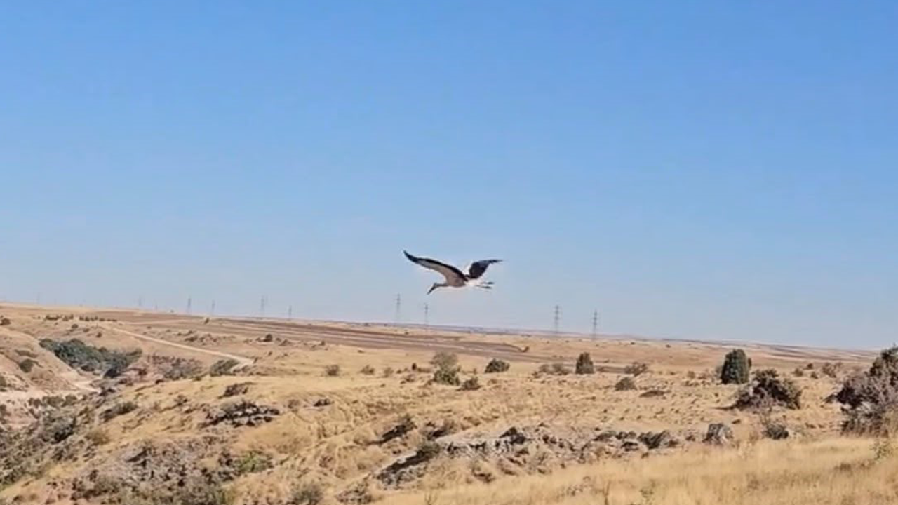 Vefali Leylek Doğaya Salindi