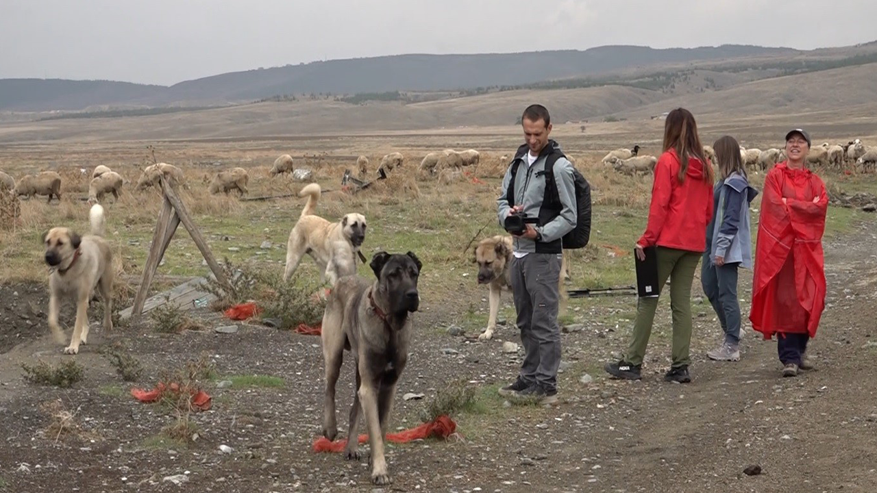 Çoban Köpeklerini Incelediler!