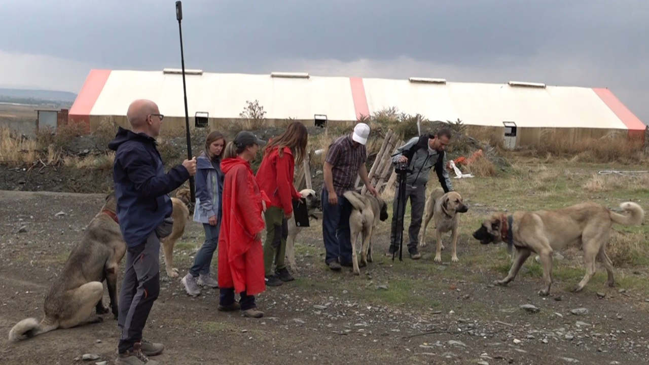 Italyanlar Türk Çoban Köpeklerine Hayran Kaldı