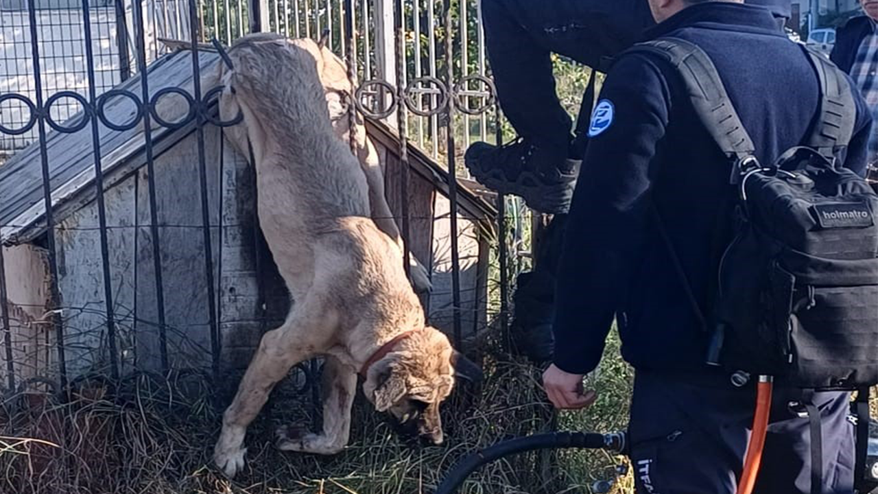Parmaklıklara Sıkışan Köpek Kurtarıldı
